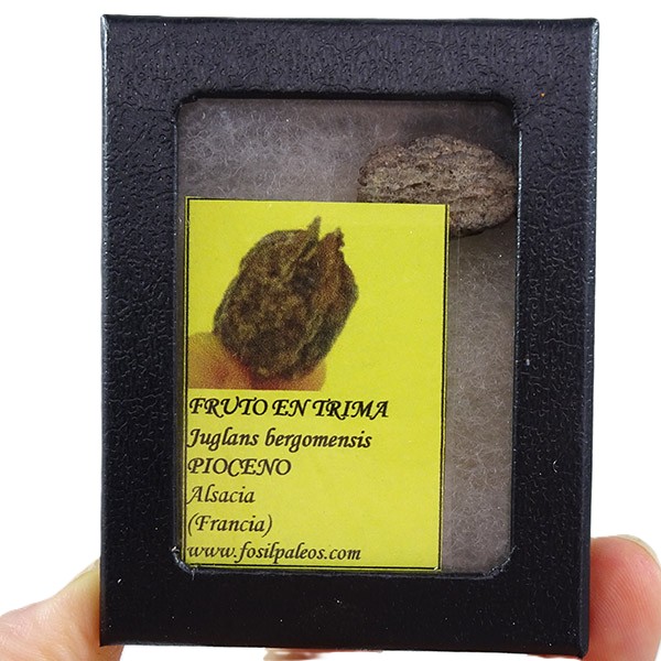 Juglans bergomensis - Imagen 3