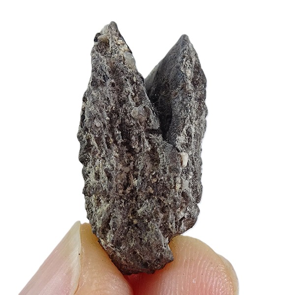 Juglans bergomensis - Imagen 4