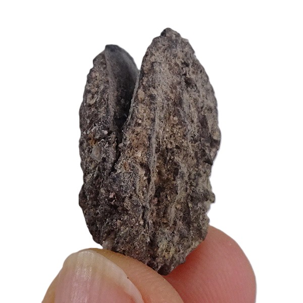 Juglans bergomensis - Imagen 5