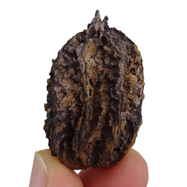 Juglans bergomensis - Image 4