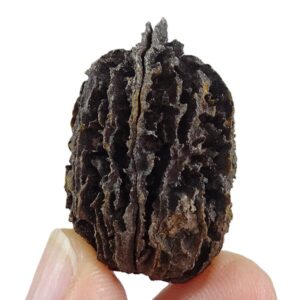 Juglans bergomensis (copia)