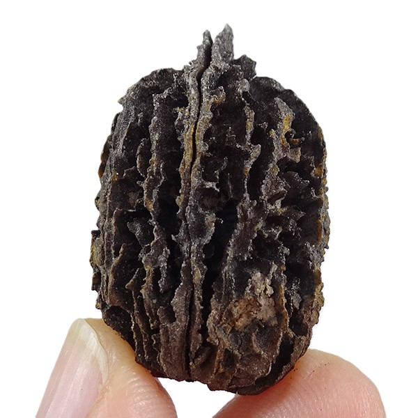 Juglans bergomensis