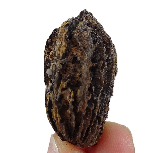 Juglans bergomensis - Image 3