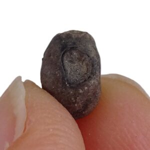 哈夫滨小蜂