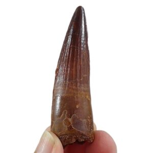スピノサウルス・エジプチアス