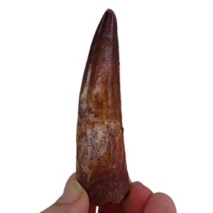 スピノサウルス・エジプチアス