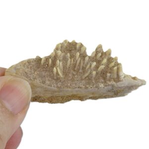 Mandíbula de pez