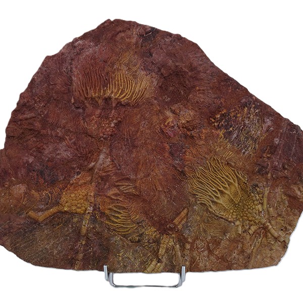 Scyphocrinites elegans - 画像 (3)