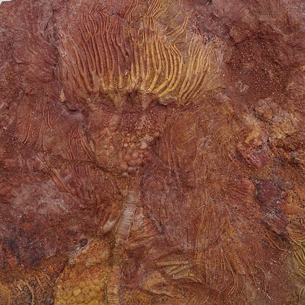Scyphocrinites elegans - 画像 (4)