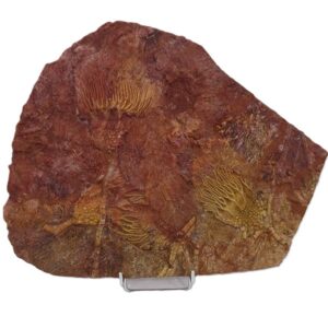 Scyphocrinites elegans