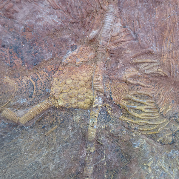 Scyphocrinites elegans - 画像 (5)