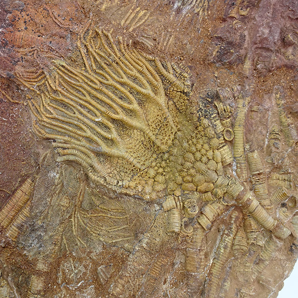 Scyphocrinites elegans - 画像 (6)