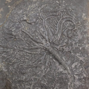Traumatocrinus hsuixi