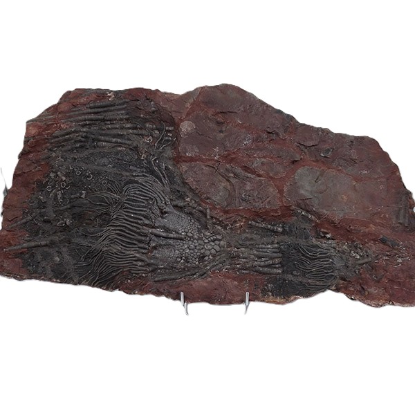 Scyphocrinites elegans
