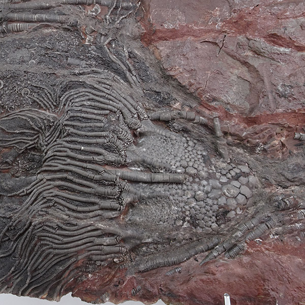 Scyphocrinites elegans - Image 5