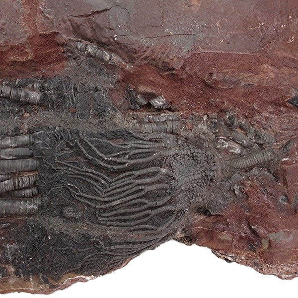 Scyphocrinites elegans - Image 4