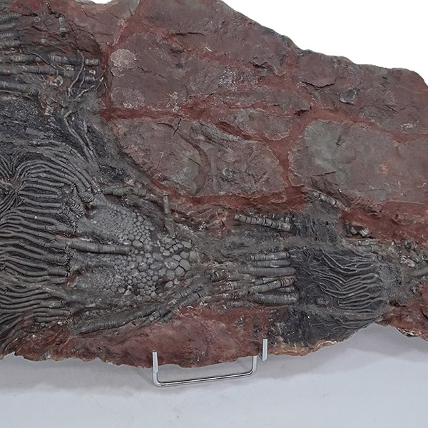 Scyphocrinites elegans - Image 3