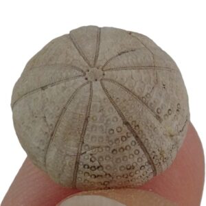 Dixonia dixoni