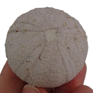 Orthopsis ovata