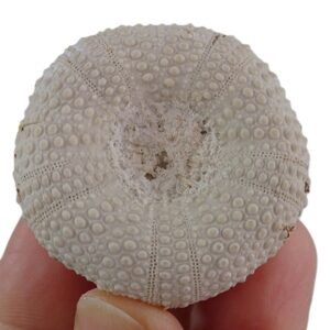 Orthopsis ovata