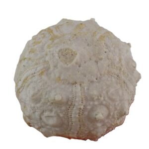 Salenia tunetana