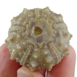 Goniopygus emmae