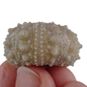 Goniopygus emmae